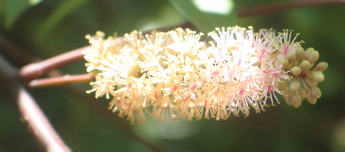 Adenanthera aglaosperma Alston